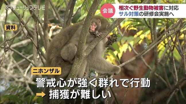 大型連休を前に野生動物被害防止対策会議 新たにニホンザル捕獲に関する研修会の立ち上げも 富山|TBS NEWS DIG