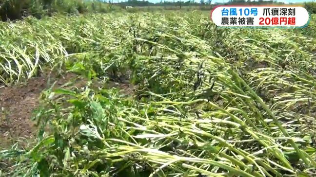 台風10号による鹿児島県の農業被害 20億円超|TBS NEWS DIG