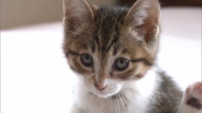 「手術するネコがいなくなること」を目指し 官民一体となった全国初の不妊手術専門クリニック “多頭飼育崩壊”を減らしたい　新潟|TBS NEWS DIG