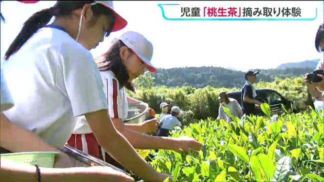 後継者不足「桃生茶」存続へ 地元小学生が茶摘み体験 収穫した茶葉は和紅茶に加工 宮城・石巻市|TBS NEWS DIG