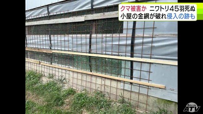 ニワトリ45羽 クマに襲われたか 金網が破れ侵入された跡 小屋の中にはクマの「ふん」も… 青森県黒石市の養鶏場|TBS NEWS DIG