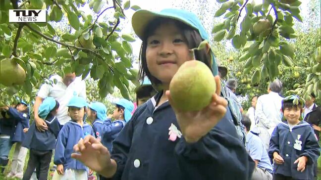 「めっちゃおいしい」ラ・フランスの収穫作業が始まる　安全性をPRする会では園児たちが収穫体験！（山形・大江町）|TBS NEWS DIG