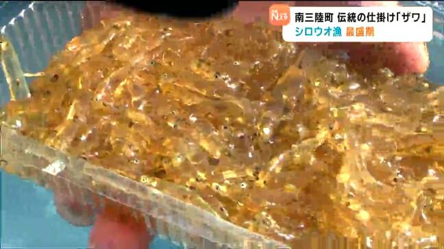 おすすめは「かき揚げ、天ぷら、そして踊り食い」伝統の仕掛け“ザワ”使ったシロウオ漁が最盛期 宮城・南三陸町|TBS NEWS DIG