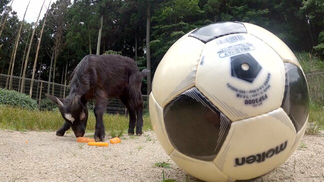 「鎌田選手の胃袋を支えた居酒屋」からエール　「サッカー日本代表ゆかりの神社」に全国が注目！　「引き分けを的中」黒ヤギの今回の予想は？　チュニジア戦を前に各地の盛り上がり|TBS NEWS DIG