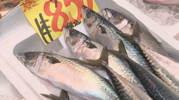「サバ缶ショック」記録的不漁の一方で…実は鳥取では近年まれに見るサバ豊漁　なぜ？　|　BSSニュース | BSS山陰放送