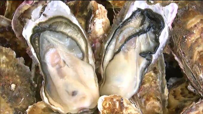 「何個でも食べたい」旬のカキ　存分に堪能　宮城・南三陸町　|　宮城のニュース│tbc NEWS│tbc東北放送