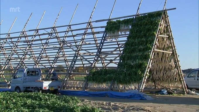 美郷町で-3.0℃など　4日朝の宮崎県内は今季一番の寒さ　宮崎市田野町では冬の風物詩「大根干し」　|　MRTニュース ｜ ＭＲＴ宮崎放送