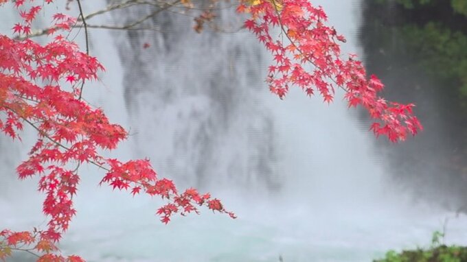 滝と紅葉をくつろぎながら楽しむことができる　鐘山の滝の紅葉が見ごろ　山梨・富士吉田市|TBS NEWS DIG