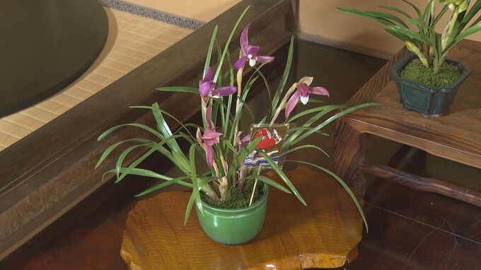 「楽しく作品と会話をしてもらえれば」本物の花や木にそっくり「アート盆栽」作品展　|　山口のニュース・天気・防災｜tys NEWS｜ｔｙｓテレビ山口