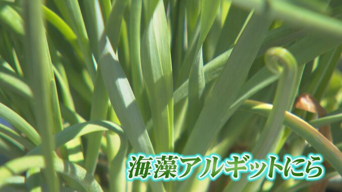 セブンイレブンの新商品　今まで捨てられていた「海藻アルギットにら」使い農家収益と環境にも貢献　富山　|　富山のニュース｜天気・防災｜チューリップテレビ