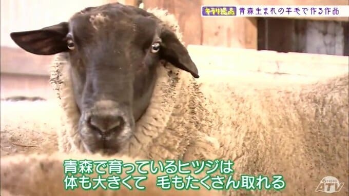 キラリ逸品「羊毛のハンドメイド作品」青森生まれのヒツジだから暖かい　青森産で紡いだ毛糸にこだわる理由とは　|　青森のニュース│ATV NEWS│青森テレビ