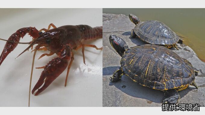 【速報】アメリカザリガニ・アカミミガメを「条件付特定外来生物」に指定　放出・販売など禁止もペットとして飼育は可能　環境省|TBS NEWS DIG