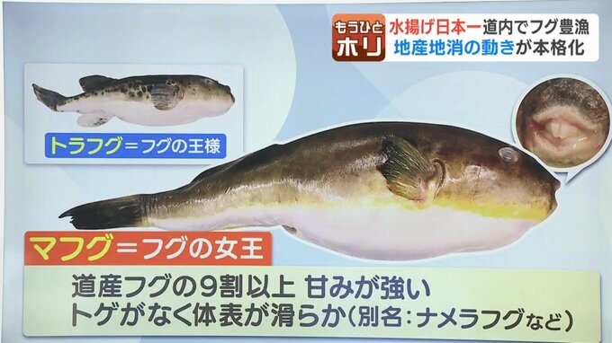 フグの女王と呼ばれるマフグの姿