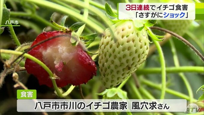 ハクビシン出荷直前のイチゴ食い荒らす「ショック大きい」　|　青森のニュース│ATV NEWS│青森テレビ