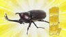 知ってるようで実はよく知らない「カブトムシの世界」メスの交尾は一生に1回？日本には1種類のみ？樹液酒場とは？　|　山口のニュース・天気・防災｜tys NEWS｜ｔｙｓテレビ山口