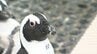 四国水族館のペンギンプールで高校3年生が潜水実習　プールの底についたコケをスポンジで丁寧に落とす【香川】　|　岡山・香川のニュース | 天気 | RSK山陽放送