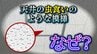 なぜ学校の天井は「虫食いのような模様」なの？半世紀以上も日本の建築を支える “ジプトーン” 奇妙な「点」に隠された機能性とは　|　富山のニュース｜天気・防災｜チューリップテレビ