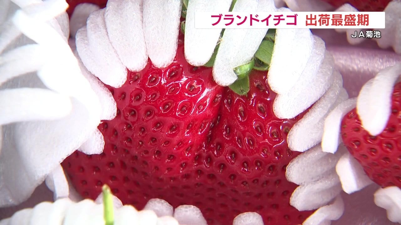 1粒80g500円！「糖蜜使用のこだわりいちご」出荷最盛期 熊本JA菊池