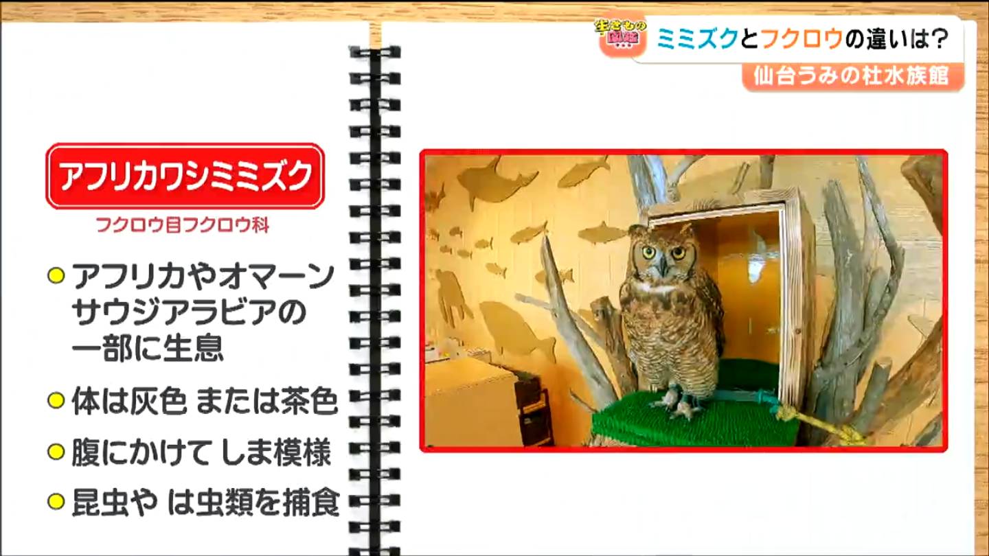ミミズク様　ご相談ページ ミミズク