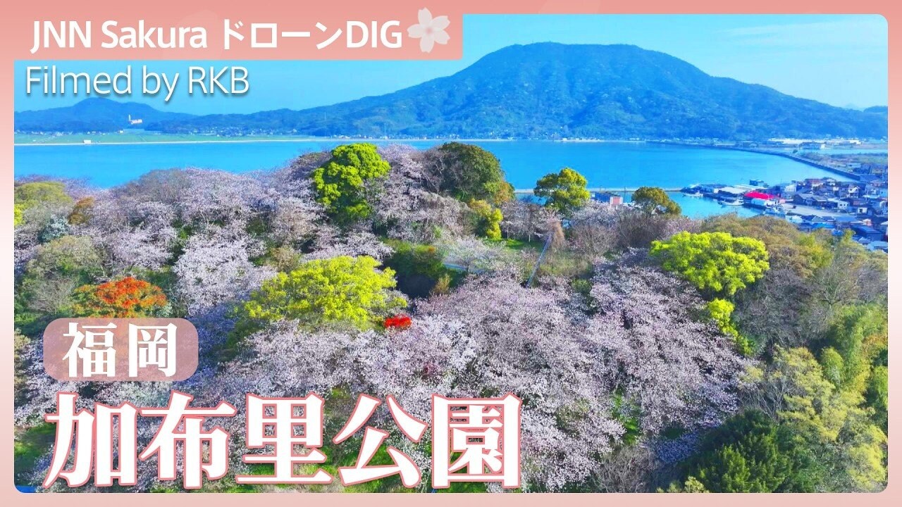 糸島富士と桜【JNN sakuraドローンDIG 2026】 | TBS NEWS DIG