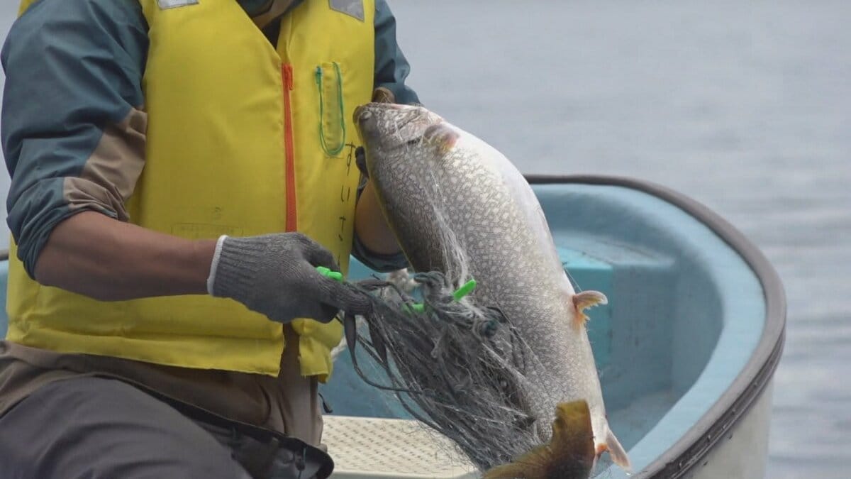 外来魚のレイクトラウト 釣ったら1000円支給 クラウドファンディングで