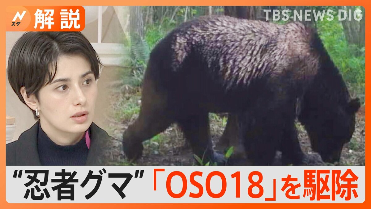 マッスルクマ※交渉前にプロフ一読 異名は“忍者グマ” 乳牛66頭を襲ったヒグマ「OSO18」を駆除 捕獲