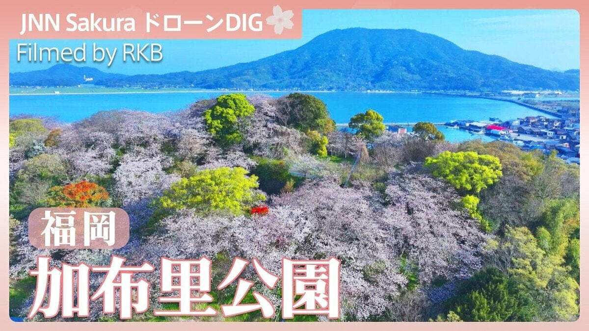 糸島富士と桜【JNN sakuraドローンDIG 2026】 | TBS NEWS DIG