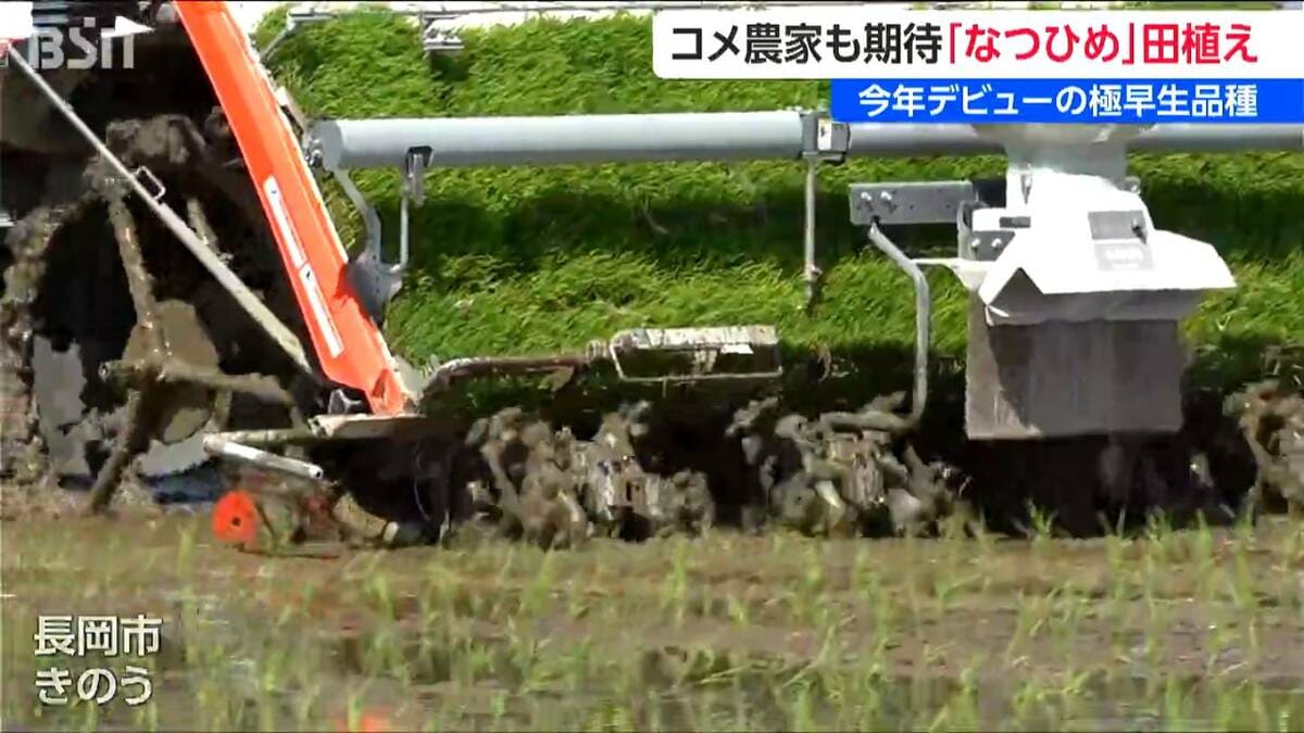 サムネイル_高温耐性と味の良さが自慢『なつひめ』の初田植え 極早生新品種に米農家も期待　新潟県