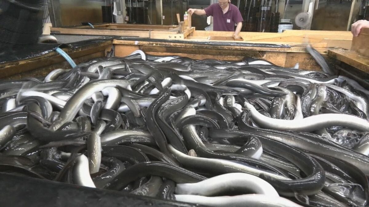｢ウナギ1匹から2食分を｣ 生産者側も努力続けるも…輸入頼みの日本どうなる？国際規制の採決結果は｢否決｣