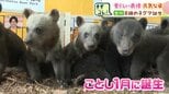 「個性豊かな個体ばかり…成長がとても楽しみ」今年生まれたばかりの8頭の子グマすくすく　25日から一般公開　名前募集中　のぼりべつクマ牧場|TBS NEWS DIG