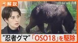 異名は“忍者グマ” 乳牛66頭を襲ったヒグマ「OSO18」を駆除 捕獲に苦戦してきたワケは?【Nスタ】|TBS NEWS DIG