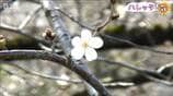 早咲きの桜は“冷たい”川風のなか 1カ月かけて満開へ　新潟県新発田市|TBS NEWS DIG