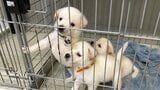 「ペットの防災」熊本地震の経験から学ぶ　ペットを連れて速やかに避難するためには？はぐれてしまった時のために？　アニマルフレンズ熊本に聞く|TBS NEWS DIG