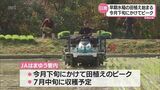 日南市北郷町で早くも早期水稲の田植えが始まる 収穫は7月中旬|TBS NEWS DIG