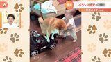 「さすがでございます」 「可愛すぎ」バランス感覚が驚異的と話題の柴犬|TBS NEWS DIG