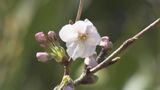 寒い3月ですが…桜前線ついに東海地方に! 岐阜市でサクラ開花 平年より2日遅く去年より11日遅い開花|TBS NEWS DIG