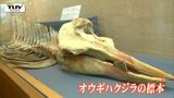迫力満点のクジラや約100年前のはく製まで! 生き物などの標本を集めた展示会が開催中(山形・鶴岡市) | 山形のニュース│TUYテレビユー山形