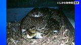 ライチョウのヒナ誕生 石川・能美市　|　石川県のニュース｜MRO北陸放送