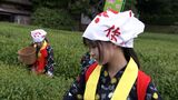 “紺がすり”に“姉さんかぶり” 茶つみ娘が300年以上続く後楽園の茶畑で新茶をつみ取る「茶つみ祭」【岡山】|TBS NEWS DIG