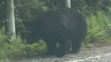 クマが道路わきに 体長1mで車が近づくと… ドライブレコーダーが捉えたその姿 山梨|TBS NEWS DIG