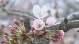 大船渡市が独自にサクラ開花宣言　雨に濡れるソメイヨシノが春を呼ぶ　岩手　|　IBC NEWS | IBC岩手放送