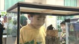 大淀川学習館でカブトムシ・クワガタムシ展　　|　MRTニュース ｜ ＭＲＴ宮崎放送