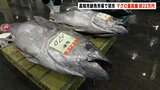 「注文が減っていたが、徐々に回復してきている」高知市卸売市場で初市　マグロの競り　最高値は約２２万円|TBS NEWS DIG