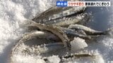 【網走湖】ワカサギ釣り解禁「天ぷらにして食べたい」2026年は不漁のため、例年より1か月以上早く終了に|TBS NEWS DIG