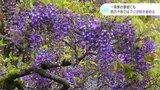 一条家の家紋にも 高知県四万十市ではフジが咲き始める 今月中旬から見ごろに | 高知のニュース・天気|KUTV NEWS | KUTVテレビ高知
