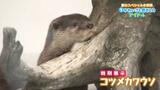 しぐさにキュンキュン!! 水族館の”アイドル”が登場 | 愛媛のニュース - Nスタえひめ|あいテレビは6チャンネル