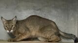 ジャングルキャット「キリー」死ぬ 前日まで食欲あり元気だったのに…寝室で死んでいるのを飼育員が見つける 東山動植物園 名古屋市 | 名古屋・愛知・岐阜・三重のニュース【CBC news】 | CBC web