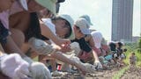「大きくなぁれ」アイランドシティまちびらきから20年 地元の小学生がコスモスの種まき | 福岡のニュース|RKB NEWS|RKB毎日放送