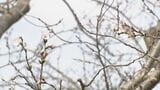 【速報】鹿児島で桜の開花発表　去年より3日遅く　満開は4月7日予想|TBS NEWS DIG