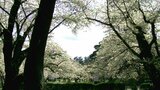 樹齢100年超えても美しい桜はなぜ咲く?青森県弘前公園の桜 | 青森のニュース│ATV NEWS│青森テレビ